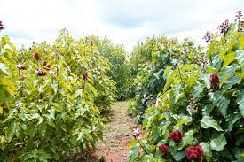 PH.D in Agro Forestry Introduction, Admission, Registration, Eligibility, Duration, Fees, Syllabus 2024