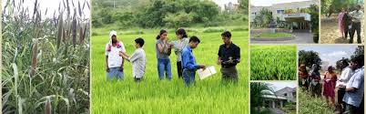 Ph.D. in Agricultural Extensions and Communication Introduction, Admission, Registration, Eligibility, Duration, Fees, Syllabus 2024