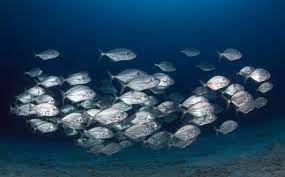 Ph.D. in Fisheries and Aquatic Sciences Concentration in Information Systems  Introduction Admission Registration, Eligibility, Duration, Fees, Syllabus 2024