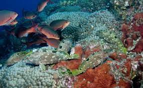 Phd In (Aquatic Biology & Fisheries) Introduction, Admission, Registration, Eligibility, Duration, Fees, Syllabus 2024