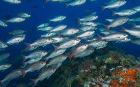 Phd In (Aquaculture) Introduction, Admission, Registration, Eligibility, Duration, Fees, Syllabus 2024
