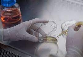 Ph.D. in Stem Cell Biology and Regenerative Medicine, Introduction, Admission Registration, Eligibility, Duration, Fees, Syllabus 2024