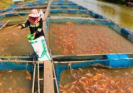 Ph.D. Fisheries Science, Introduction, Admission Registration, Eligibility, Duration, Fees, Syllabus 2024