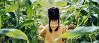 Ph.D. in Agrochemicals, Introduction, Admission Registration, Eligibility, Duration, Fees, Syllabus 2024